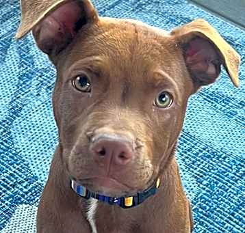 Photo of Blue