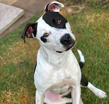 Photo of Cirrus
