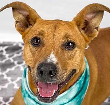 Photo of Stella