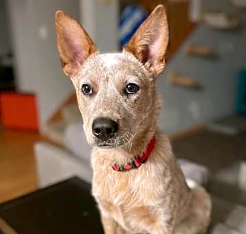Photo of Dexter