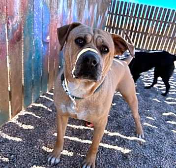 Photo of Chubbs ***RESCUE CENTER***