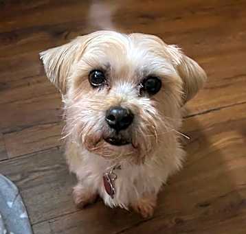 Photo of Gizmo