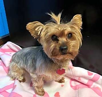 Photo of Nala
