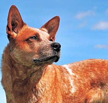 Photo of Bandit