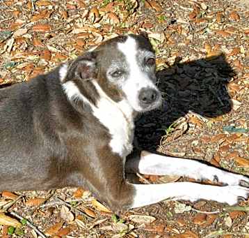 Photo of Violet