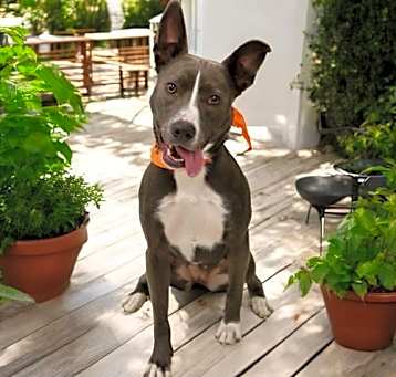 Photo of Harlow