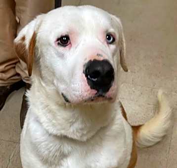 Photo of Ace  A047474