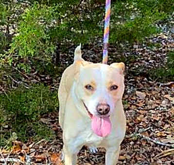 Photo of Vanilla / Lena