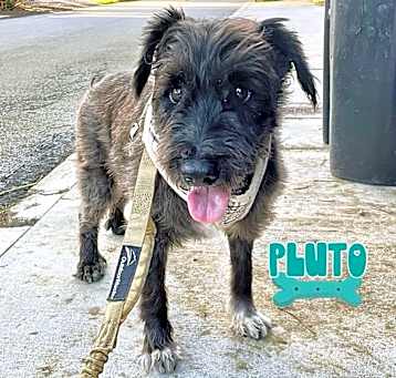 Photo of Pluto