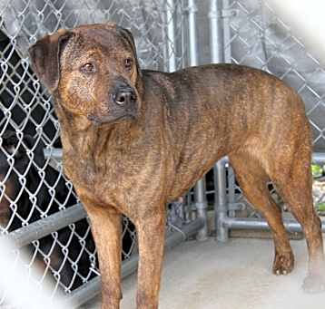 Photo of Hexa (Spayed)