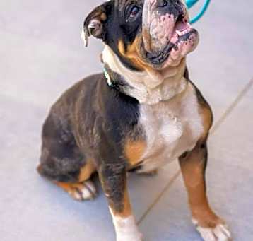 Photo of Bosley
