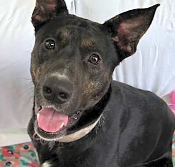 Photo of Moose