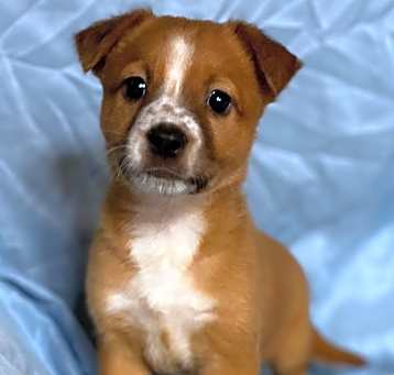 Photo of Munchkin