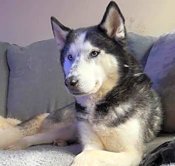 Photo of Link (Husky)