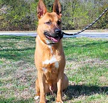 Photo of Goose