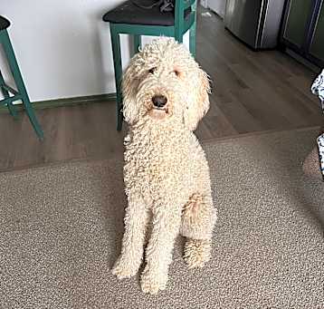 Photo of Beastie