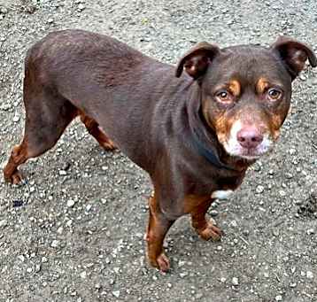 Photo of Cocoa