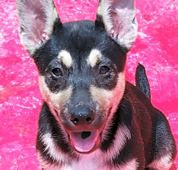 Photo of Rocket