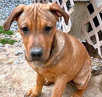 Photo of Sienna