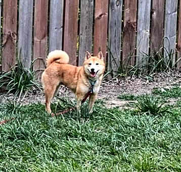 Photo of Penny