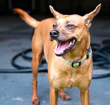Photo of Skipper