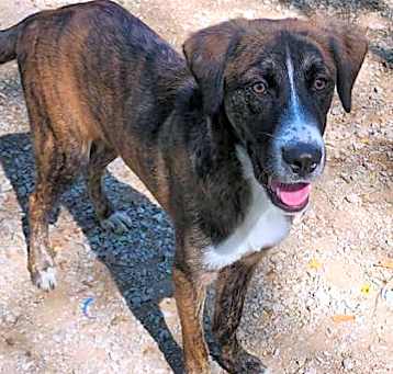 Photo of Amadeus