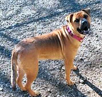 Photo of Shasta