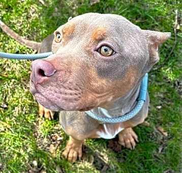 Photo of Humphrey