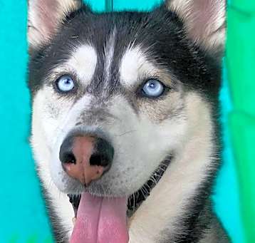 Photo of Duke