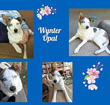 Photo of Wynter Opal