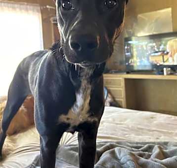 Photo of SCARLET