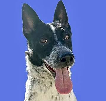 Photo of Macallan