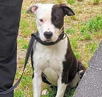 Photo of Cookie Adorable American Bull Dog Calm Baby