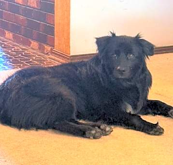 Photo of Sirius