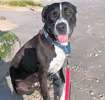 Photo of Bagheera