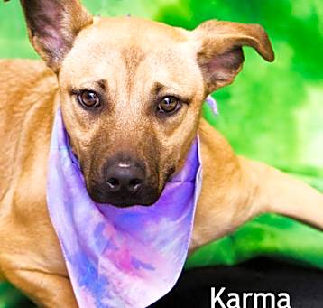 Photo of Karma