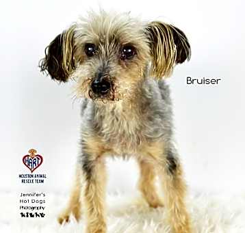 Photo of Bruiser