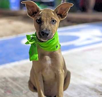 Photo of Scooby