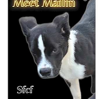 Photo of Mailin