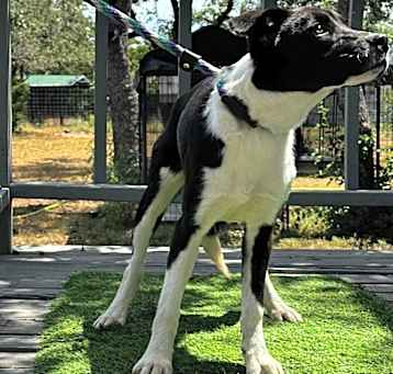 Photo of Gracie