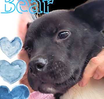 Photo of Bear(Boy)