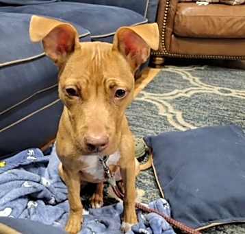 Photo of CHETTI (COURTESY POST)