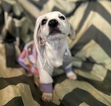 Photo of Lumi