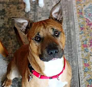 Photo of Boomer