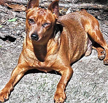 Photo of Scout
