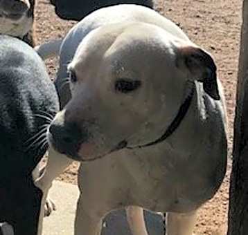 Photo of Yoshi
