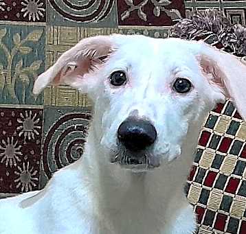 Photo of NEVAEH (Egypt) yo