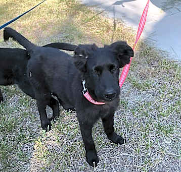 Photo of Bailey