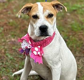 Photo of BUTTERBALLL