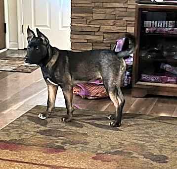 Photo of Jango